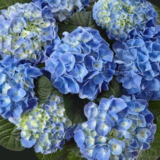 Гортензия крупнолистная (Macrophylla) Fabolo Blue (0,5л)