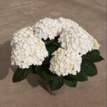 Гортензия крупнолистная  Florencia - фото 1 от Завода ФЛОРА