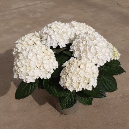 Гортензия крупнолистная (Macrophylla) Florencia (0,5л)