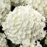 Гортензия крупнолистная  Florencia от Завода ФЛОРА