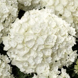 Гортензия крупнолистная (Macrophylla) Florencia (0,5л)