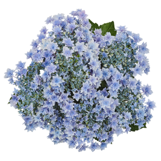Гортензия крупнолистная (Macrophylla) Floria Blue (0,5л)