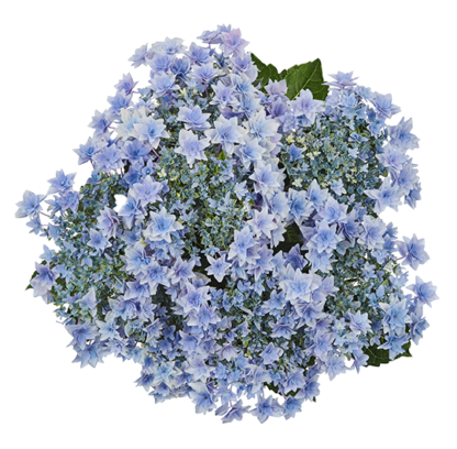 Гортензия крупнолистная (Macrophylla) Floria Blue (0,5л)