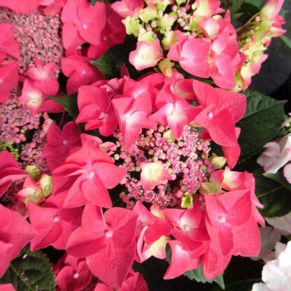Гортензия крупнолистная (Macrophylla) Frisbee Hot Pink (0,5л)