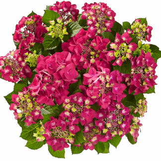 Гортензия крупнолистная (Macrophylla) Frisbee Hot Pink (0,5л)