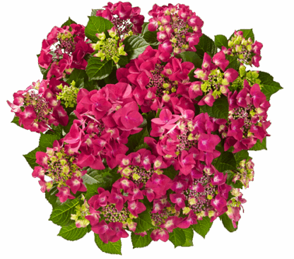 Гортензия крупнолистная (Macrophylla) Frisbee Hot Pink (0,5л)