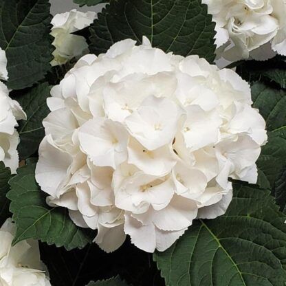 Гортензия крупнолистная (Macrophylla) Ice Boy (0,5л)