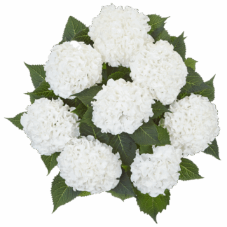 Гортензия крупнолистная (Macrophylla) Ice Boy (0,5л)