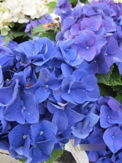 Гортензия крупнолистная (Macrophylla) Jip Blue (0,5л)