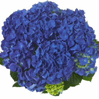 Гортензия крупнолистная (Macrophylla) Jip Blue (0,5л)