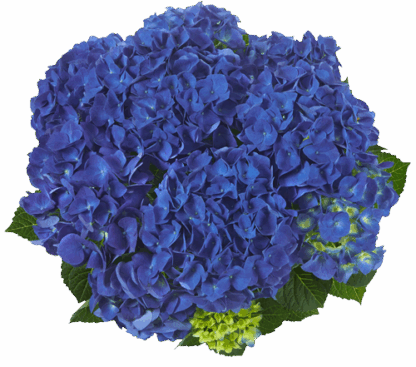 Гортензия крупнолистная (Macrophylla) Jip Blue (0,5л)