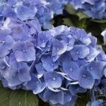 Гортензия крупнолистная  Marine Blue - фото 1 от Завода ФЛОРА