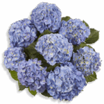 Гортензия крупнолистная  Marine Blue от Завода ФЛОРА