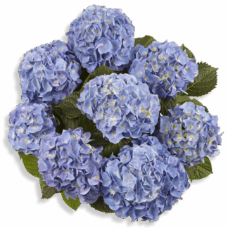 Гортензия крупнолистная (Macrophylla) Marine Blue (0,5л)