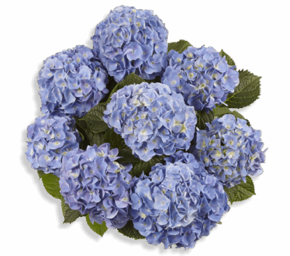 Гортензия крупнолистная (Macrophylla) Marine Blue (0,5л)