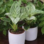 Филодендрон Биркин от Завода ФЛОРА