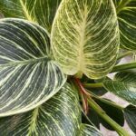 Филодендрон Биркин - фото 1 от Завода ФЛОРА