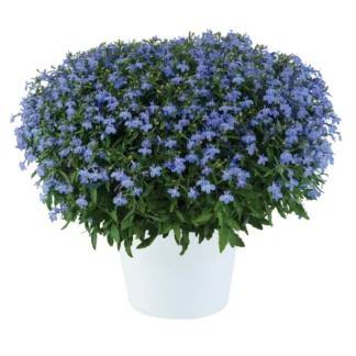 Лобелия CURACAO ELECTRIC PURPLE от Завода ФЛОРА