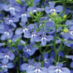 Лобелия CURACAO COMPACT DARK PURPLE от Завода ФЛОРА