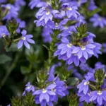 Сцевола Abanico Blue - фото 1 от Завода ФЛОРА