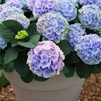 Гортензия крупнолистная (Macrophylla)