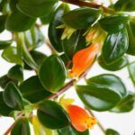 Нематантус - фото 1 от Завода ФЛОРА