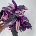 Гинура Вариегатная от Завода ФЛОРА