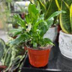 Спатифиллум Шопен - фото 1 от Завода ФЛОРА