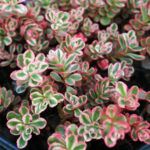 Очиток триколор от Завода ФЛОРА