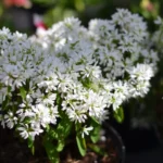 Эуфорбия Даймонд Стар - фото 1 от Завода ФЛОРА