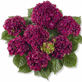 Гортензия крупнолистная (Macrophylla) Royal Red Purple (0,5л)