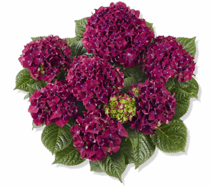 Гортензия крупнолистная (Macrophylla) Royal Red Purple (0,5л)