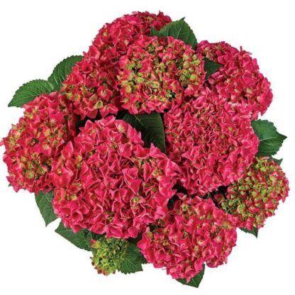 Гортензия крупнолистная (Macrophylla) Saxon Bright Red (0,5л)