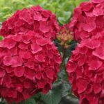 Гортензия крупнолистная  Saxon Bright Red - фото 1 от Завода ФЛОРА