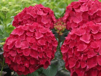 Гортензия крупнолистная (Macrophylla) Saxon Bright Red (0,5л)