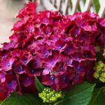 Гортензия крупнолистная  Speedy Red Purple - фото 1 от Завода ФЛОРА