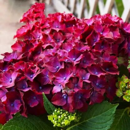 Гортензия крупнолистная (Macrophylla) Speedy Red Purple (0,5л)