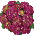 Гортензия крупнолистная  Speedy Red Purple от Завода ФЛОРА