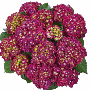 Гортензия крупнолистная (Macrophylla) Speedy Red Purple (0,5л)