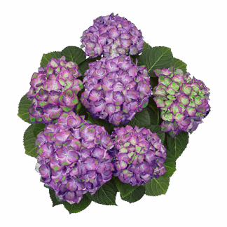 Гортензия крупнолистная (Macrophylla) Sweet Lips Purple (0,5л)