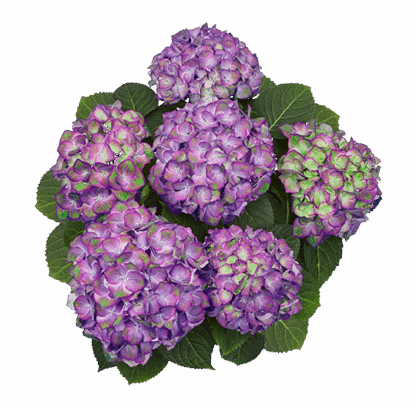 Гортензия крупнолистная (Macrophylla) Sweet Lips Purple (0,5л)
