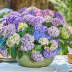 Гортензия крупнолистная  Tabletensia Purple от Завода ФЛОРА