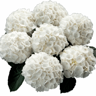 Гортензия крупнолистная (Macrophylla) White Delight (0,5л)