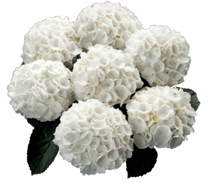 Гортензия крупнолистная (Macrophylla) White Delight (0,5л)