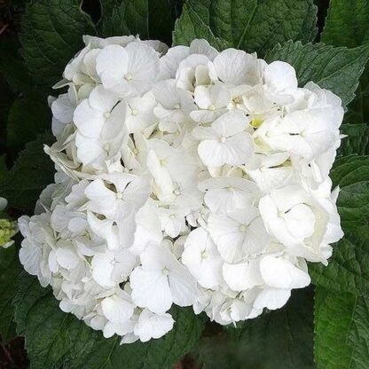 Гортензия крупнолистная (Macrophylla) White Delight (0,5л)