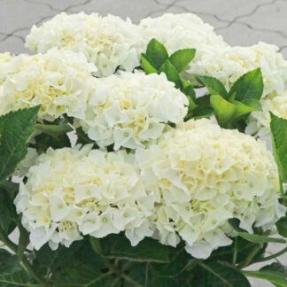 Гортензия крупнолистная (Macrophylla) Saxon Bright White (0,5л)