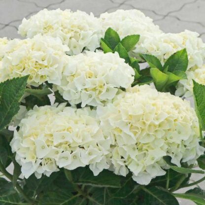 Гортензия крупнолистная (Macrophylla) Saxon Bright White (0,5л)