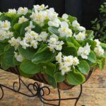 Бегония вечноцветущая Bella от Завода ФЛОРА