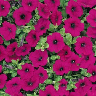 Петуния Изи Вейв Перпл Классик (Easy Wave Purple Classic) (0,1л)