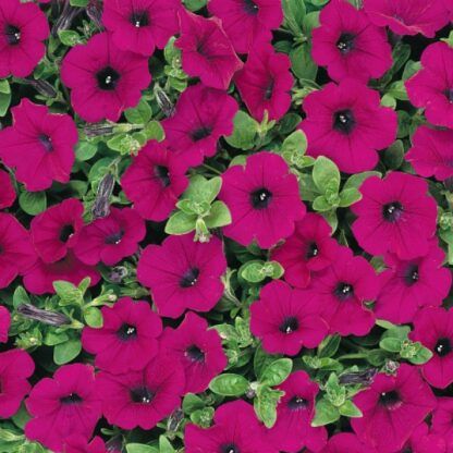 Петуния Изи Вейв Перпл Классик (Easy Wave Purple Classic) (0,1л)